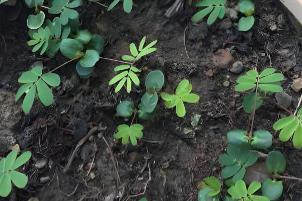含羞草的移栽方法,取出植株栽入盆中并浇透水