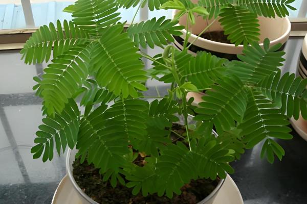 含羞草的移栽方法,取出植株栽入盆中并浇透水