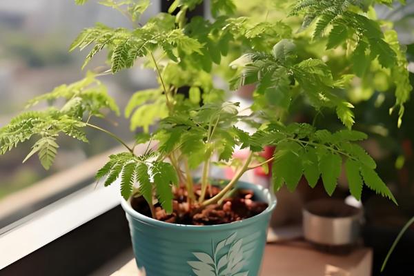 含羞草的移栽方法,取出植株栽入盆中并浇透水