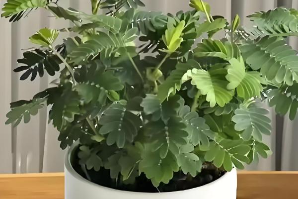 含羞草的移栽方法,取出植株栽入盆中并浇透水