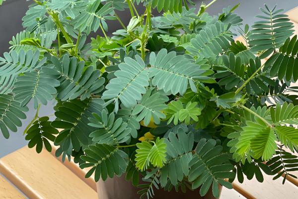 含羞草的移栽方法,取出植株栽入盆中并浇透水