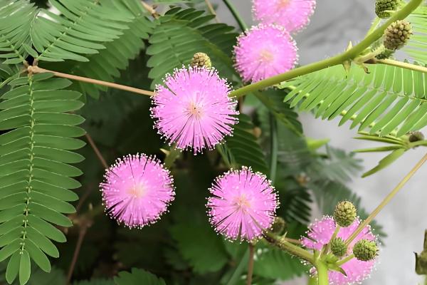 含羞草的移栽方法,取出植株栽入盆中并浇透水