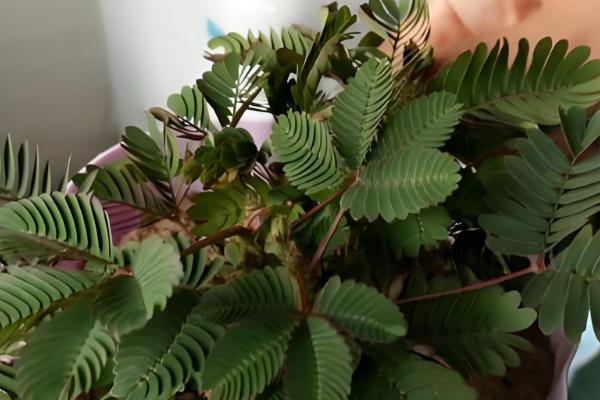 含羞草的移栽方法,取出植株栽入盆中并浇透水