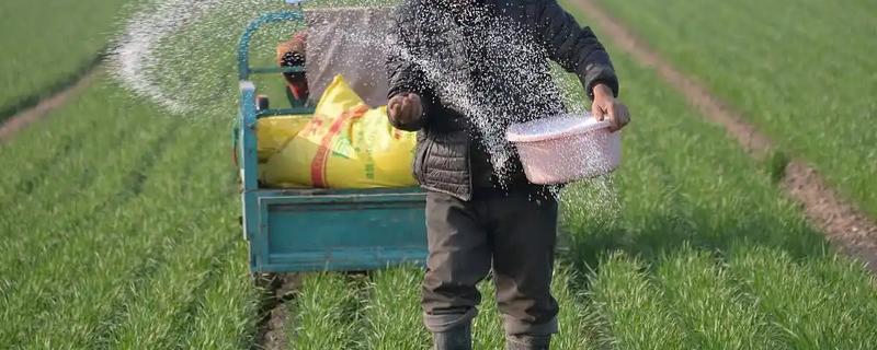 小麦肥料的用量和用法，高产田每亩地施10kg钾肥