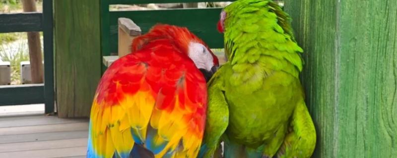 大鹦鹉的品种，常见的有紫蓝金刚鹦鹉、大绿金刚鹦鹉