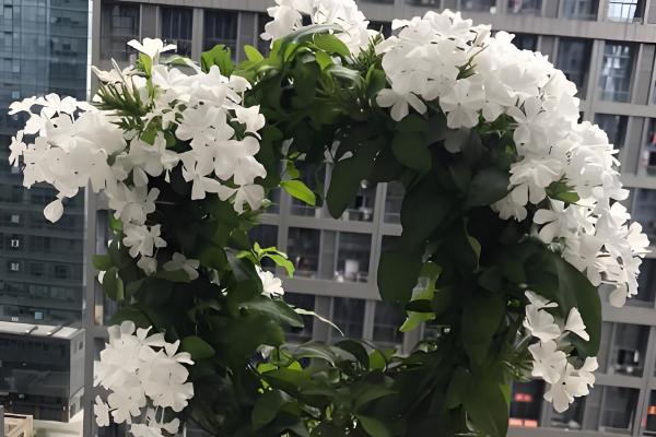 白雪花与蓝雪花有什么区别，前者的花瓣呈白色、后者的花瓣呈淡蓝色