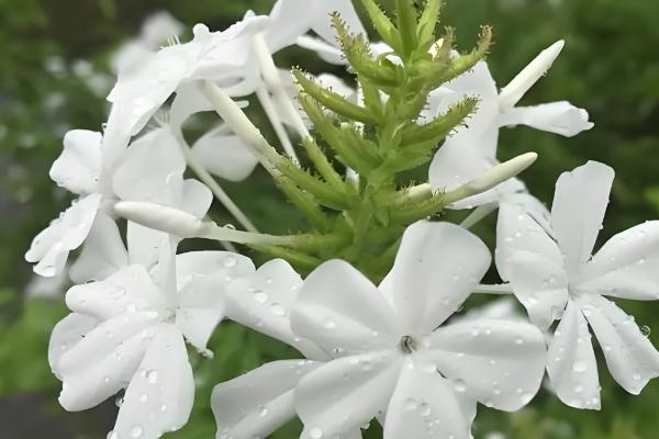 白雪花与蓝雪花有什么区别，前者的花瓣呈白色、后者的花瓣呈淡蓝色