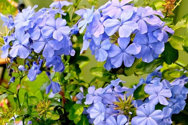 白雪花与蓝雪花有什么区别，前者的花瓣呈白色、后者的花瓣呈淡蓝色