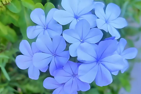 白雪花与蓝雪花有什么区别，前者的花瓣呈白色、后者的花瓣呈淡蓝色