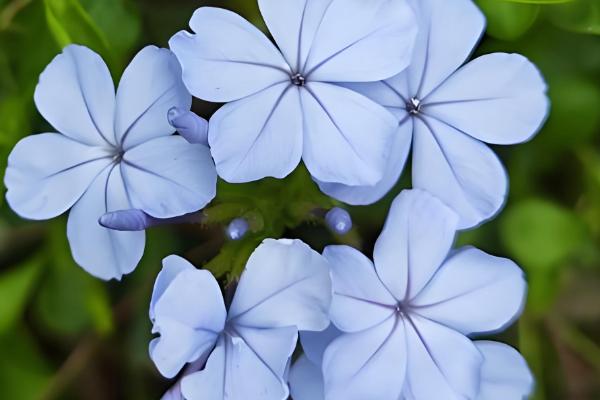 白雪花与蓝雪花有什么区别，前者的花瓣呈白色、后者的花瓣呈淡蓝色