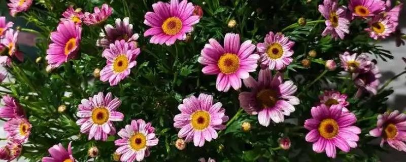 夏天如何养玛格丽特，要注意加强通风