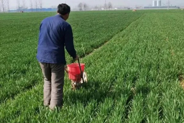 小麦肥料的用量和用法，高产田每亩地施10kg钾肥