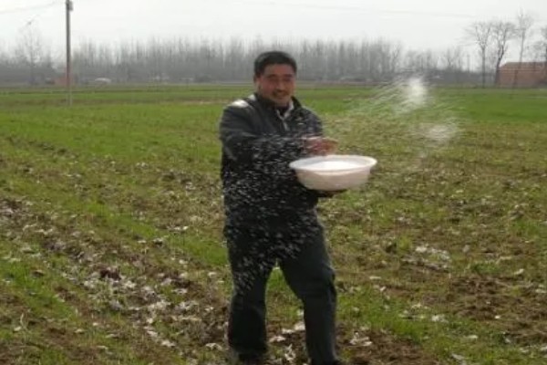 小麦肥料的用量和用法，高产田每亩地施10kg钾肥