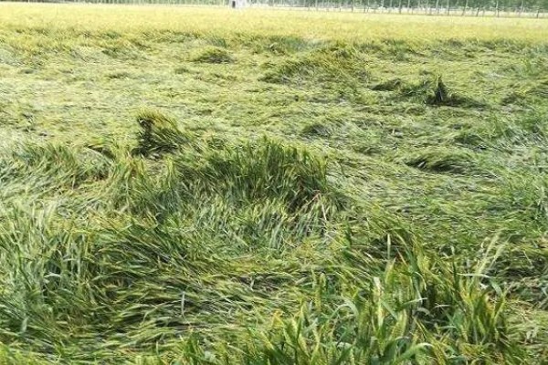 小麦肥料的用量和用法，高产田每亩地施10kg钾肥