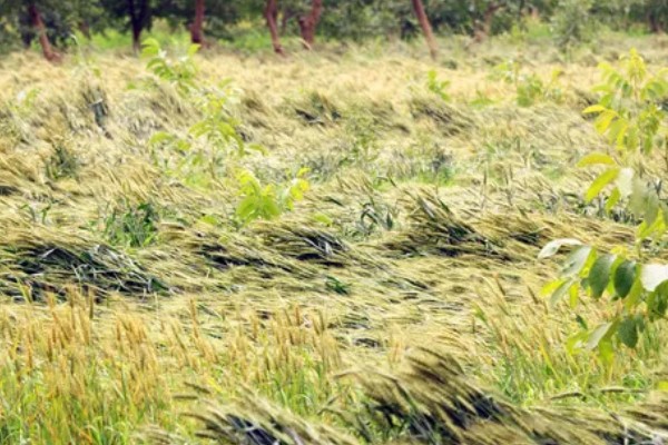 小麦肥料的用量和用法，高产田每亩地施10kg钾肥