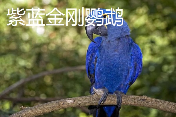 大鹦鹉的品种，常见的有紫蓝金刚鹦鹉、大绿金刚鹦鹉