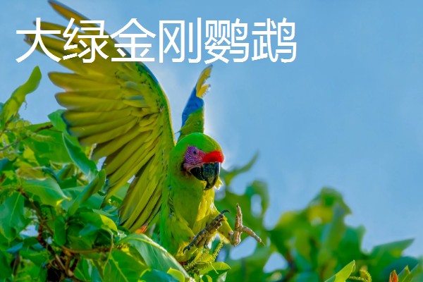 大鹦鹉的品种，常见的有紫蓝金刚鹦鹉、大绿金刚鹦鹉