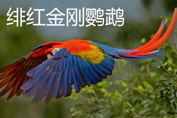 大鹦鹉的品种，常见的有紫蓝金刚鹦鹉、大绿金刚鹦鹉