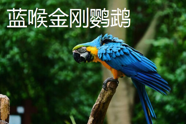 大鹦鹉的品种，常见的有紫蓝金刚鹦鹉、大绿金刚鹦鹉