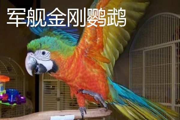 大鹦鹉的品种，常见的有紫蓝金刚鹦鹉、大绿金刚鹦鹉