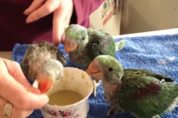 大鹦鹉的品种，常见的有紫蓝金刚鹦鹉、大绿金刚鹦鹉