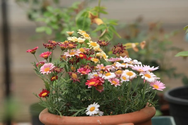 夏天如何养玛格丽特，要注意加强通风