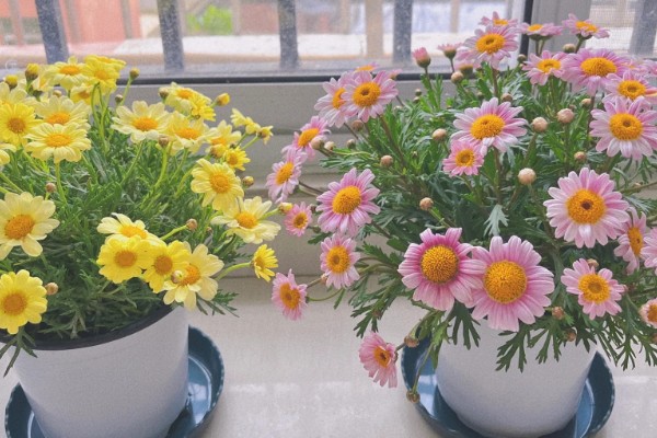 夏天如何养玛格丽特，要注意加强通风