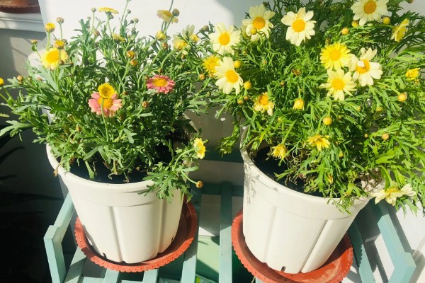 夏天如何养玛格丽特，要注意加强通风