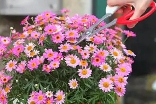 夏天如何养玛格丽特，要注意加强通风