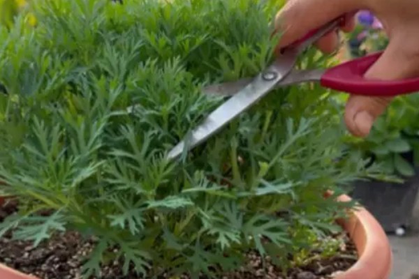 夏天如何养玛格丽特，要注意加强通风