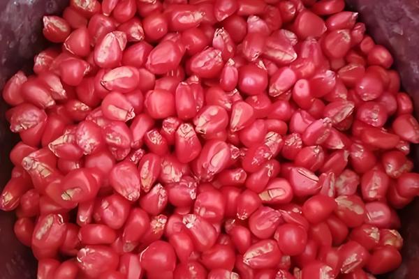 博丰939玉米品种简介,生育期为129天