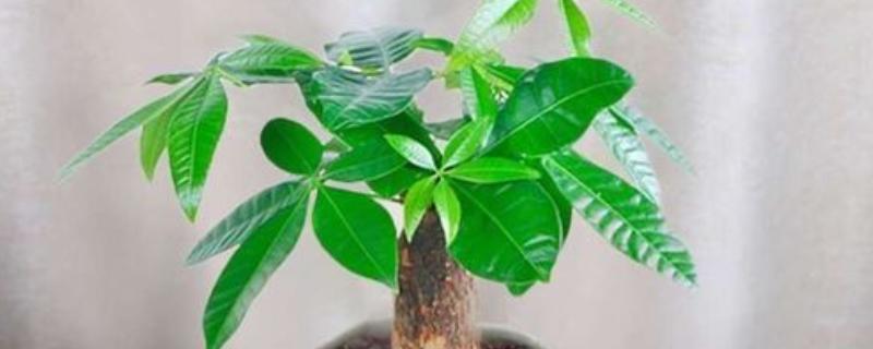 发财树叶尖发黄干枯的处理方式，需要适当施肥