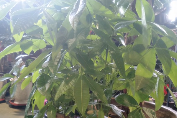 发财树叶尖发黄干枯的处理方式，需要适当施肥