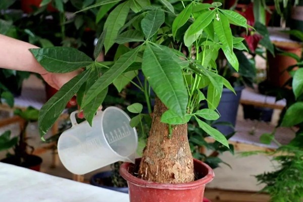 发财树叶尖发黄干枯的处理方式，需要适当施肥