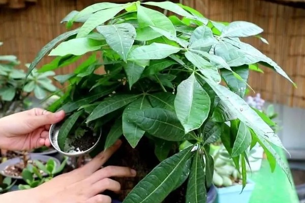 发财树叶尖发黄干枯的处理方式，需要适当施肥