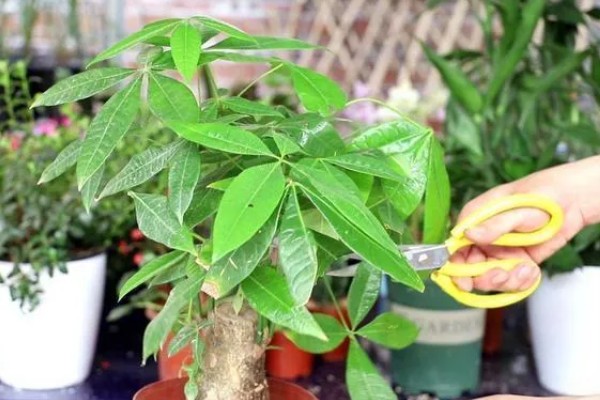 发财树叶尖发黄干枯的处理方式，需要适当施肥