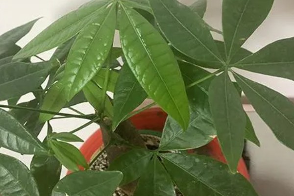 发财树叶尖发黄干枯的处理方式，需要适当施肥