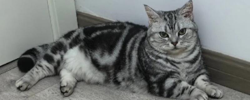 猫脂肪肝如何治疗，可进行静脉输液补充水分