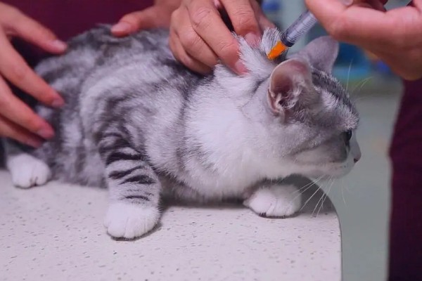 猫脂肪肝如何治疗,可进行静脉输液补充水分