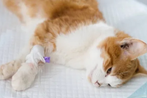 猫脂肪肝如何治疗,可进行静脉输液补充水分