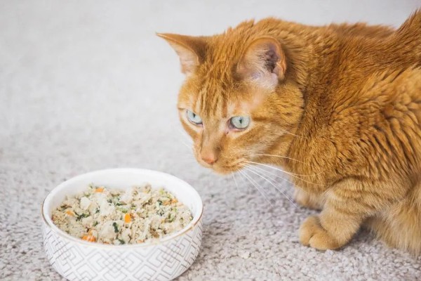 猫脂肪肝如何治疗,可进行静脉输液补充水分