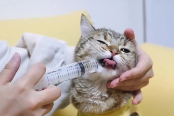 猫脂肪肝如何治疗,可进行静脉输液补充水分