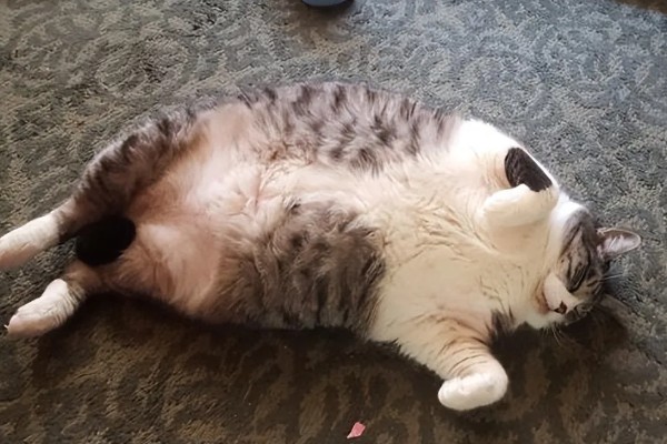 猫脂肪肝如何治疗,可进行静脉输液补充水分