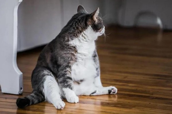 猫脂肪肝如何治疗,可进行静脉输液补充水分