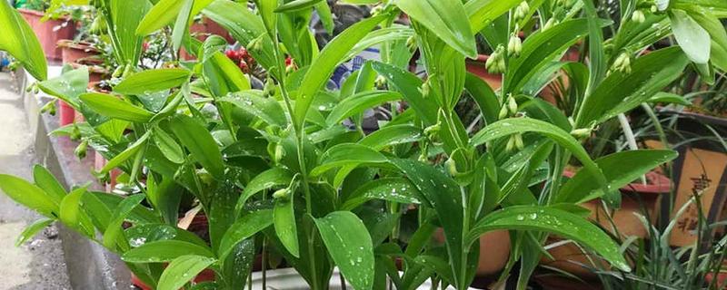 养殖玉竹的方法，夏季不能受到暴晒