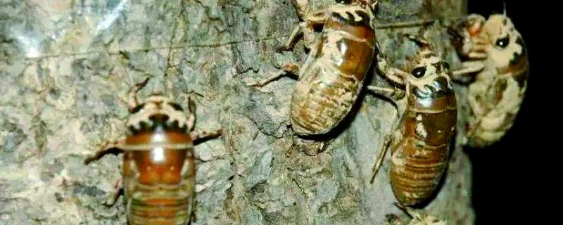 知了猴的养殖方法，土壤一定不可太干燥