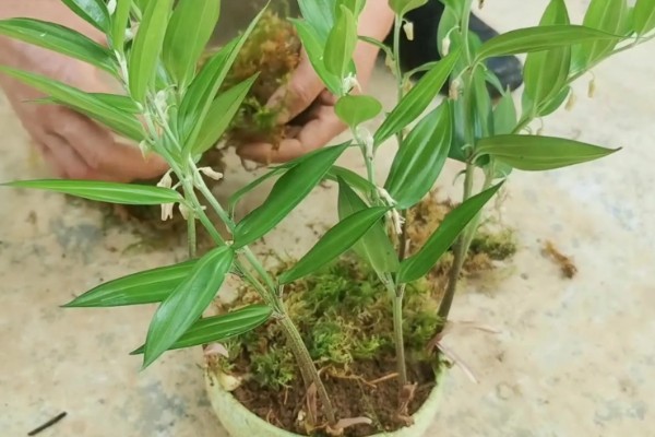 养殖玉竹的方法，夏季不能受到暴晒