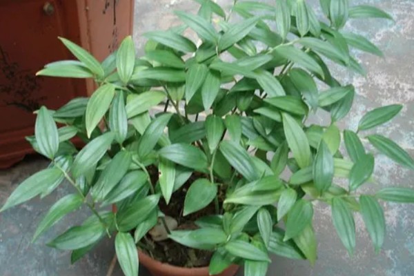 养殖玉竹的方法，夏季不能受到暴晒