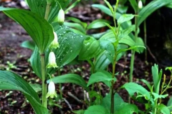 养殖玉竹的方法，夏季不能受到暴晒