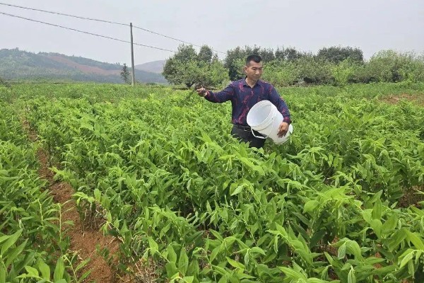养殖玉竹的方法，夏季不能受到暴晒